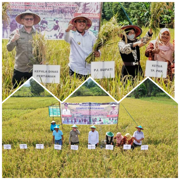 Busel Panen Perdana Padi Sawah